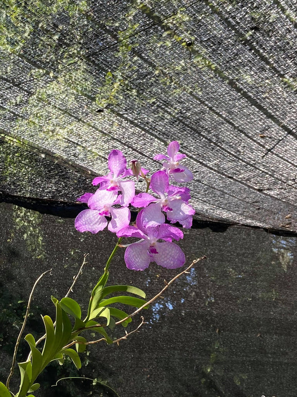Vanda coerulea "Pink" , Rare species,Blooming Size,rare orchid collection