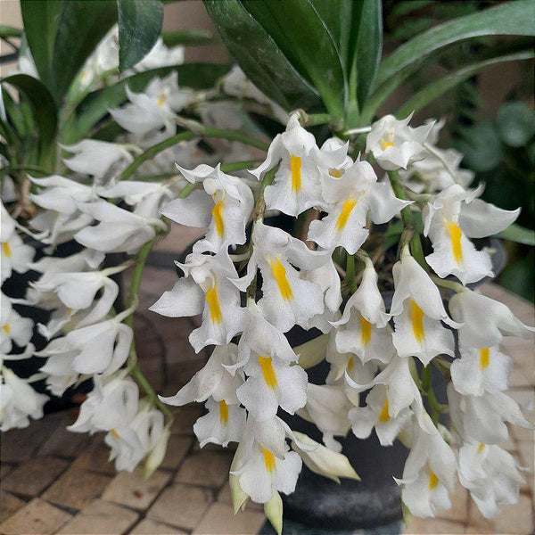 Rodriguezia venusta 1 Plant Orchid (Bloom Size)