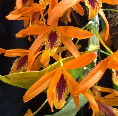 Dendrobium Chanthaboon Sunrise 'Orange Eyes'  2 Plant Orchid (Starter Size) Beauty Dendrobium Hybrid