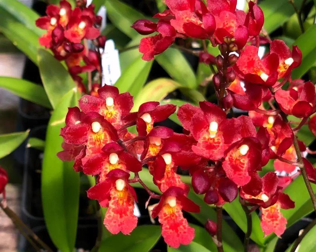 Howeara Lava Burst 'Puanani' Oncidium orchid 1 Plant red fragrant flower Mini Oncidium