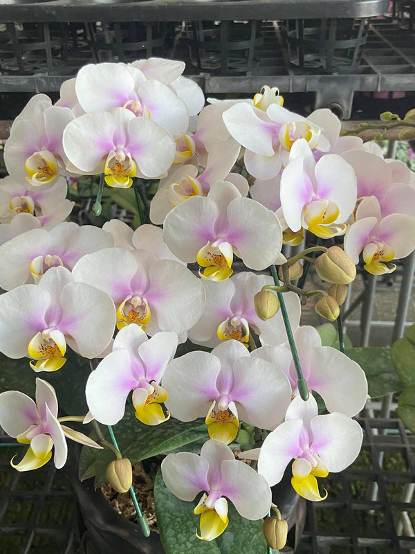 Phalaenopsis 2 piante (collezione rosa) orchidea della Tailandia
