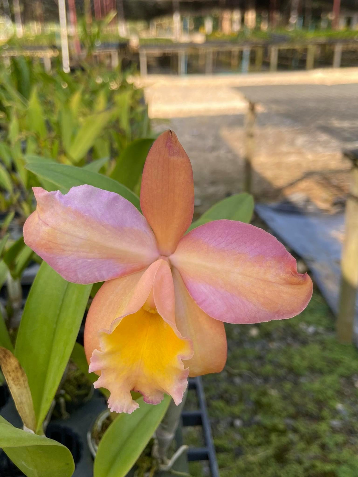 Mini Cattleya Orchid Plant, Hybrid Seedling size 1 Plant
