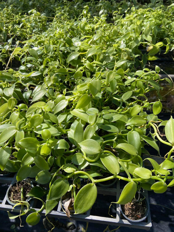 Vanilla albida (Krabi)  1 Plant, Rare Orchid Species, Starter Size Orchid Fragrant