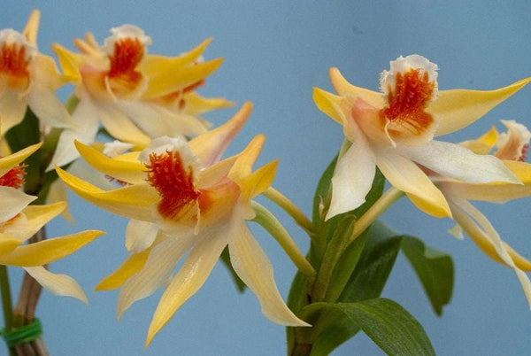 Dendrobium schrautii Orchid Plant: Inverse Flower Species, Bloom Size (1.5" Pot)