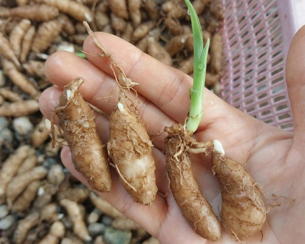 Pecteilis cambodiana 2 Bulbs Orchid Bulb, Bloom Size, Limited Collection,Rare Terrestial Orchid