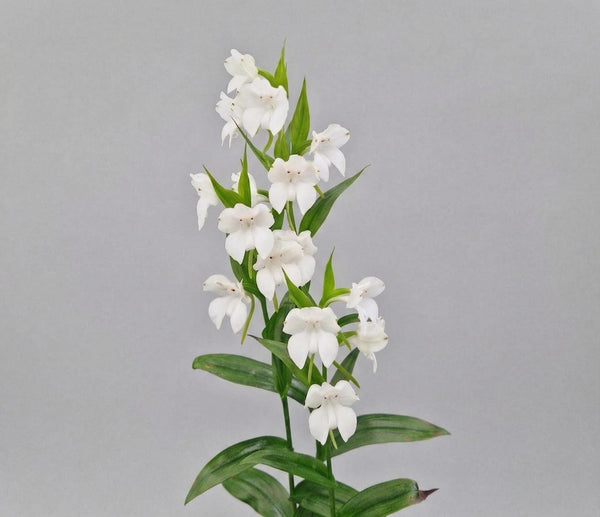 Pecteilis cambodiana 2 Bulbs Orchid Bulb, Bloom Size, Limited Collection,Rare Terrestial Orchid