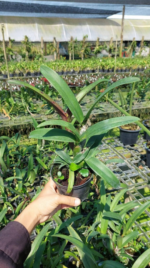 Hybrid Cattleya Orchid Plant, Bloom Size, Dark Red and Pink Flower