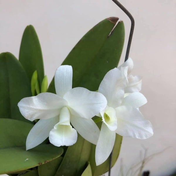 Cattleya deckeri alba Orchid Plant – Bloom Size, Rare Collection