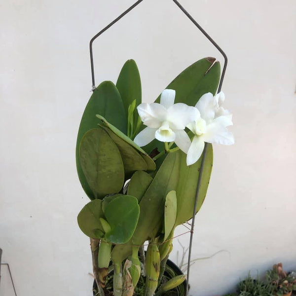 Cattleya deckeri alba Orchid Plant – Bloom Size, Rare Collection