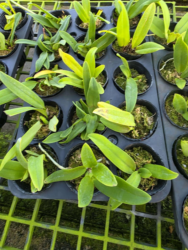 Cattleya Dowiana var. aurea