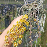 Chiloschista lunifera × Chiloschista viridiflava (Bloom Size) Leafless Orchid Collection