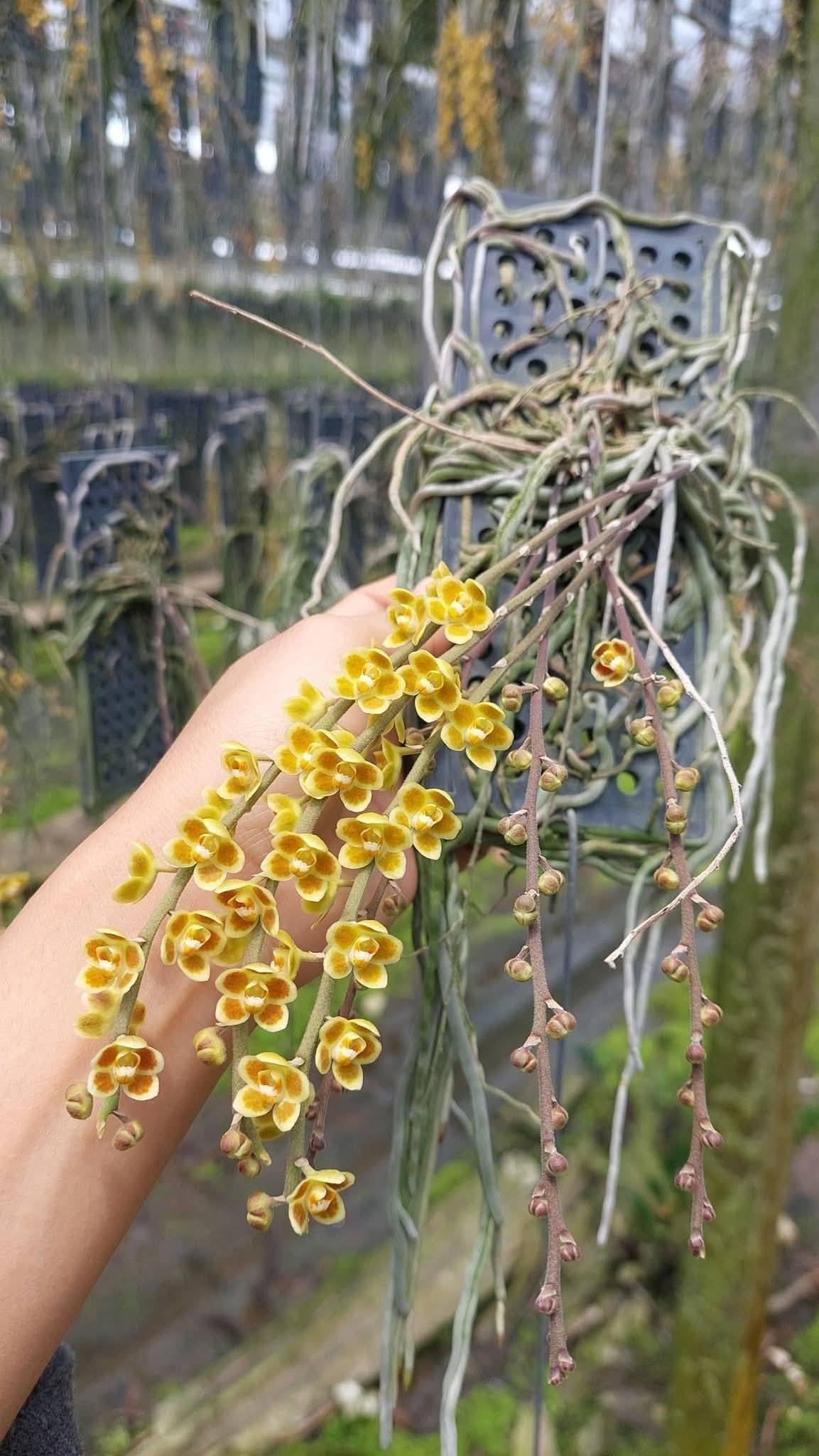 Chiloschista lunifera × Chiloschista viridiflava (Bloom Size) Leafless Orchid Collection