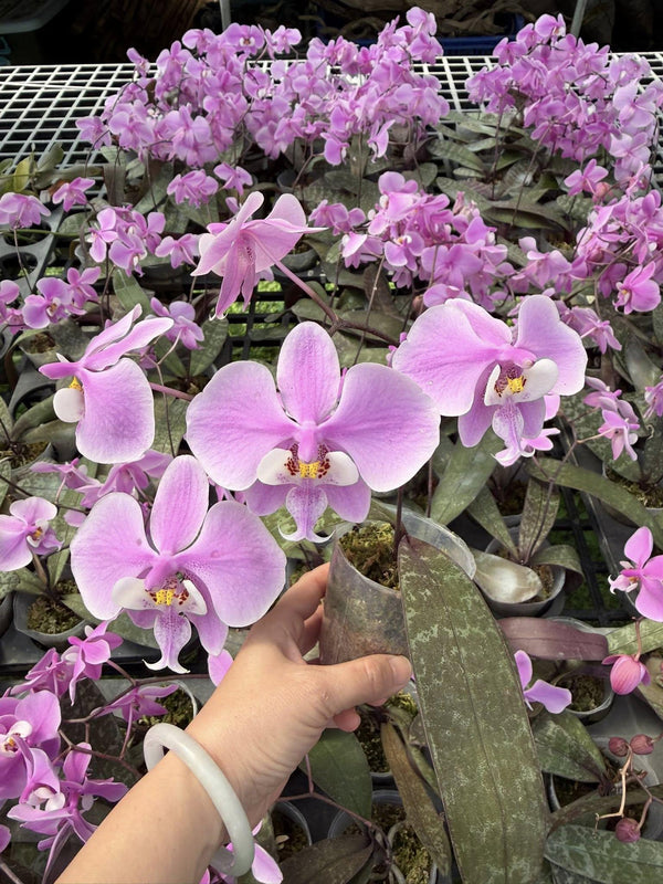 Phalaenopsis Schilleriana Orchid Plant, Pink Butterfly Orchid, Philippine Native Flower (2" Pot)