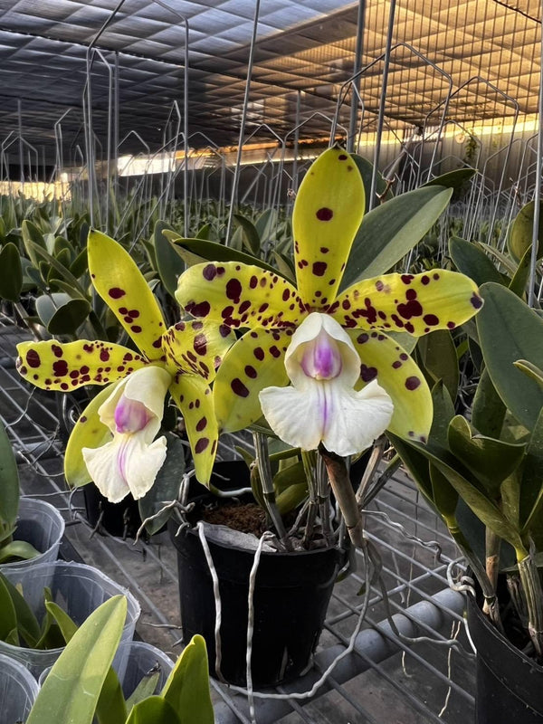 Cattleya YNS Green Leopard 'Jade Dragon' 1 Plant Orchid hybrid plant