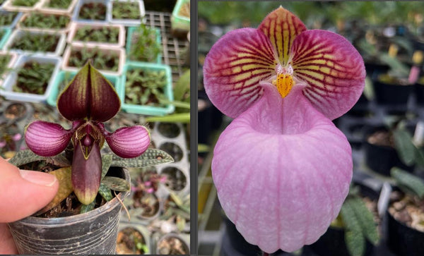 Paphiopedilum collection Orchid Plant: Lady Slipper Bloom Size