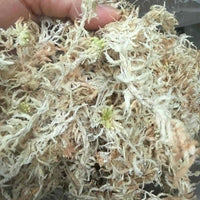 Laos Sphagnum Moss – Orchid Plant Growing Medium, Clean & Selection