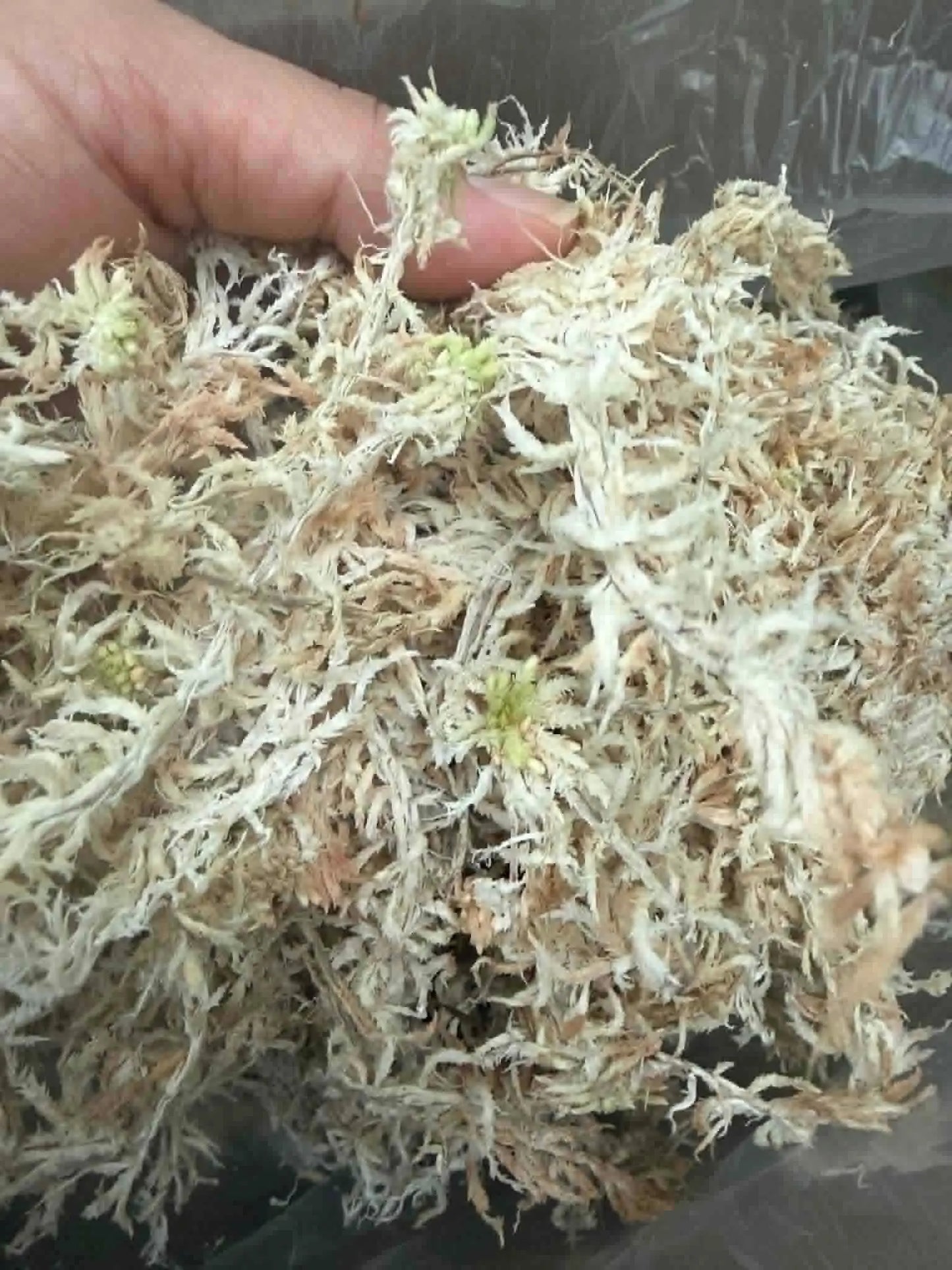 Laos Sphagnum Moss – Orchid Plant Growing Medium, Clean & Selection