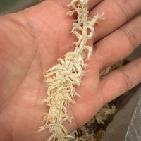Laos Sphagnum Moss – Orchid Plant Growing Medium, Clean & Selection