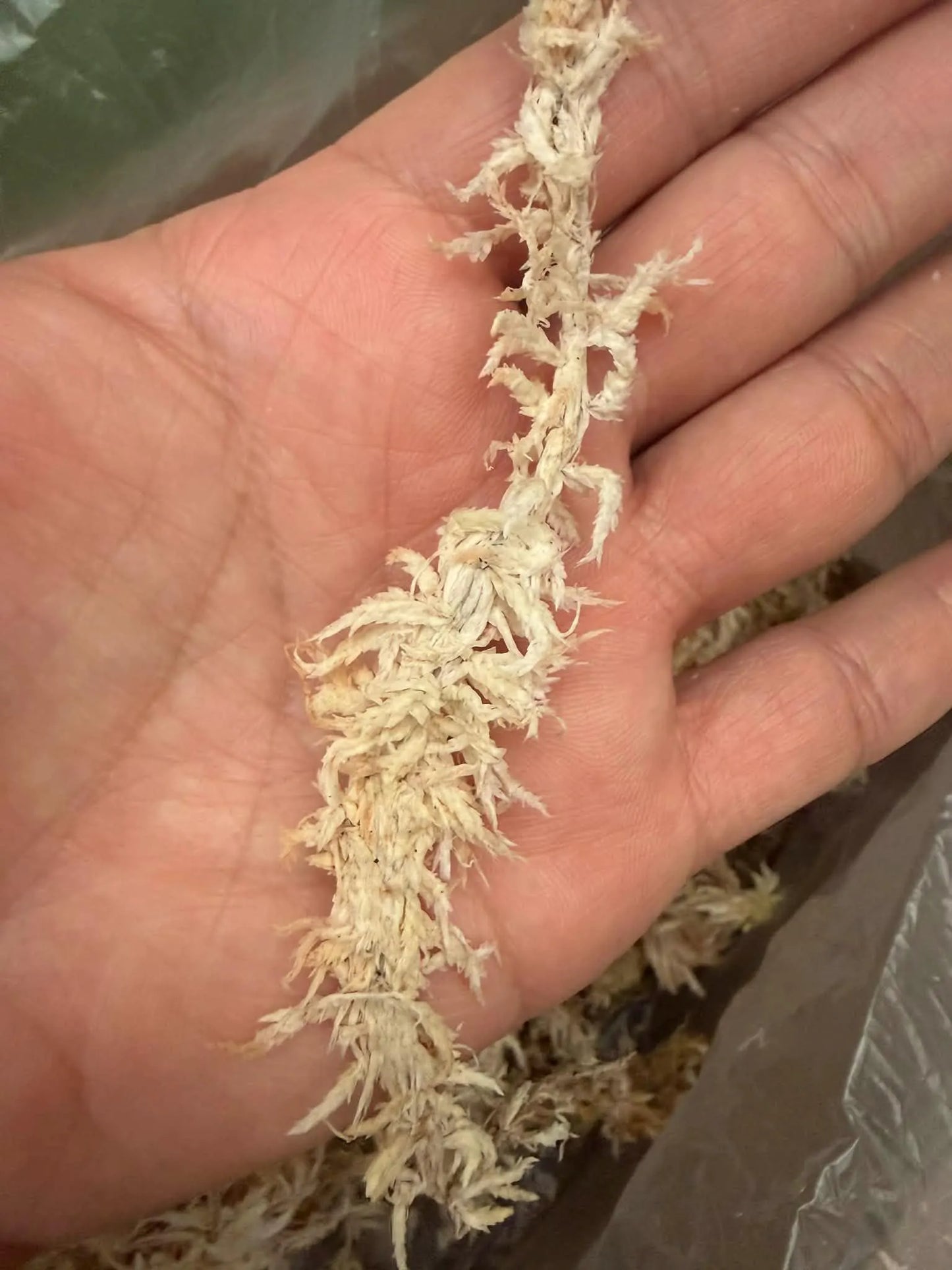 Laos Sphagnum Moss – Orchid Plant Growing Medium, Clean & Selection