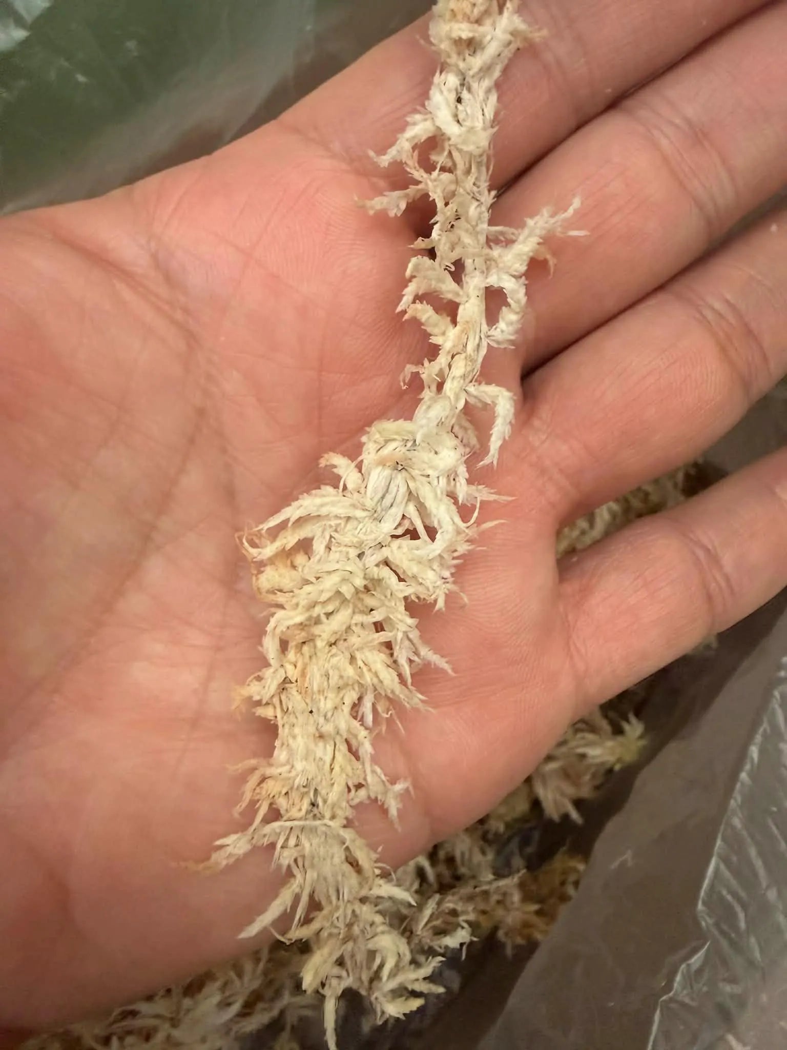 Laos Sphagnum Moss – Orchid Plant Growing Medium, Clean & Selection