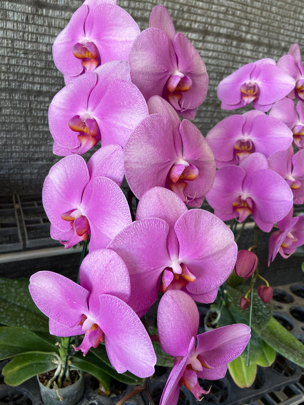 Orchidee Phalaenopsis Pianta viva Multicolore (seleziona a tua scelta) facili da curare