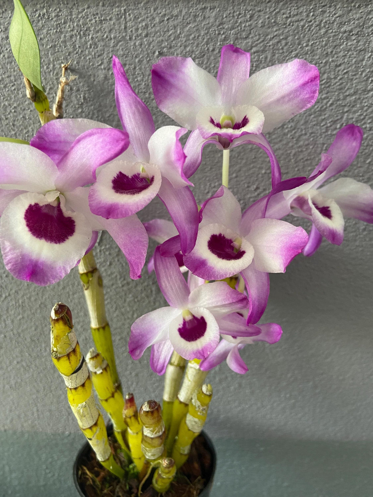 Dendrobium Nobile Pink 1 Plant Orchid (Starter Size)Purple/Pink white