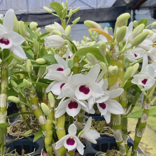 Dendrobium (Nobile) watanabe  1 Plant Orchid (Starter Size) white