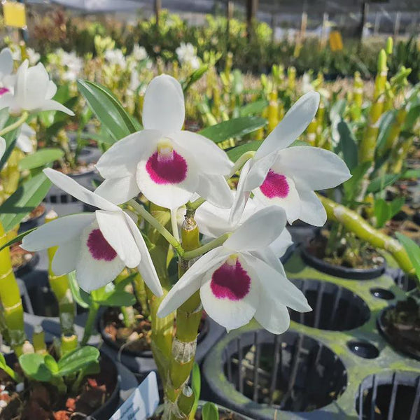 Dendrobium (Nobile) watanabe  1 Plant Orchid (Starter Size) white