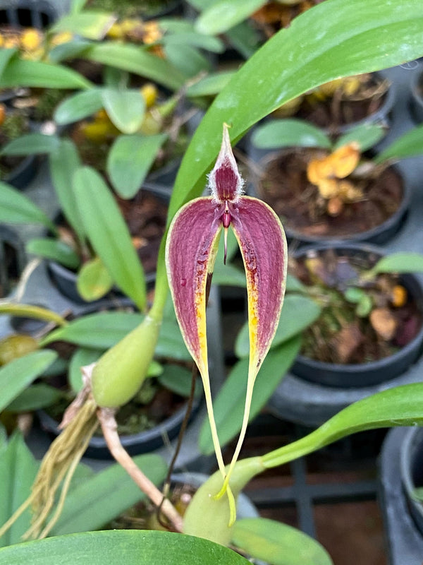 Bulbophyllum maxillare 1 Plant Orchid (bloom Size) rare tropical orchid collecttion