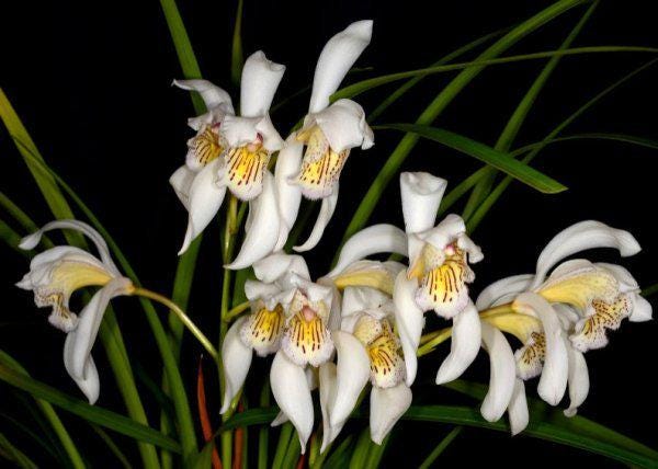 Cymbidium wenshanense (シンビジウム ) 1 Plant (bloom Size) Rare Cymbidium Orchid Collection
