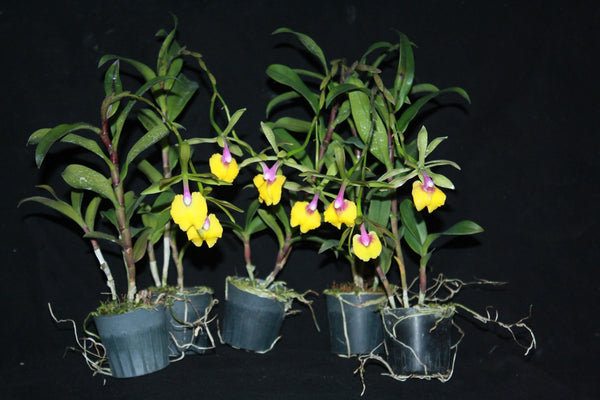 Epicattleya René Marqués (Epc. René Marqués)'Flamethrower'  1 Plant Orchid Cattleya ,Epidendrum