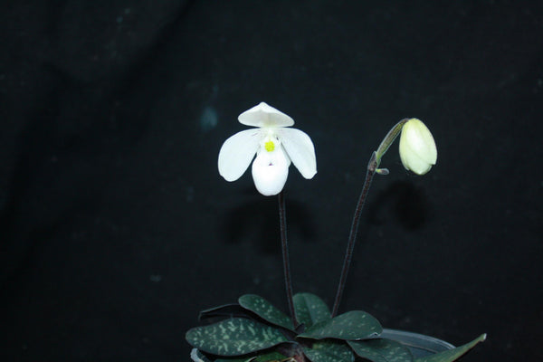 Paphiopedilum thaianum Orchid Plant – Medium Rare Lady Slipper Orchid