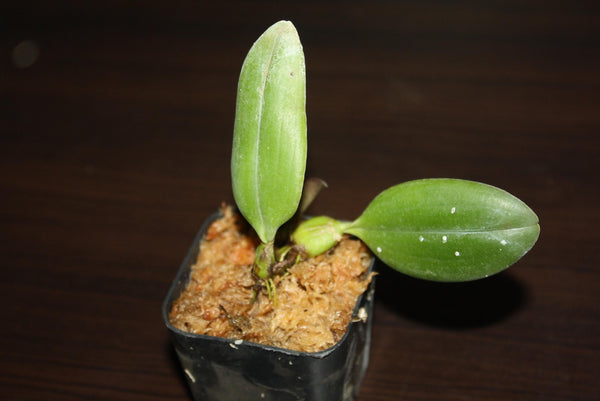 Bulbophyllum bicolor 1 Plant Orchid (Rare Collector's Item)