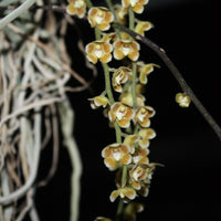 Chiloschista extinctoriformis
