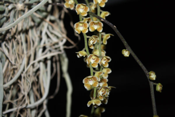 Chiloschista extinctoriformis  1 Plant orchid