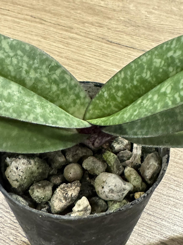 Paphiopedilum josianae 1 plant orchid collection