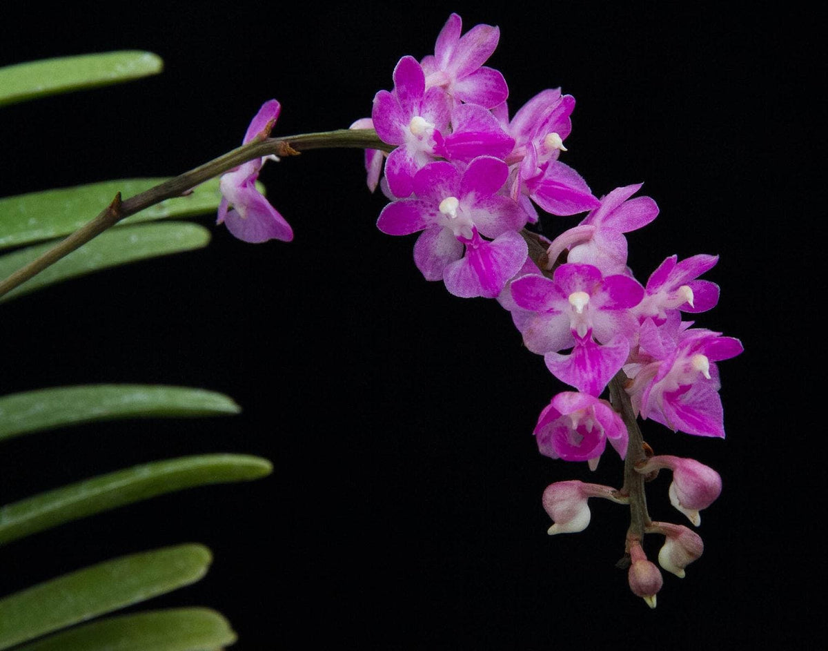 Aerides krabiensis Orchid Plant, Easy Care Houseplant, Native Thailand