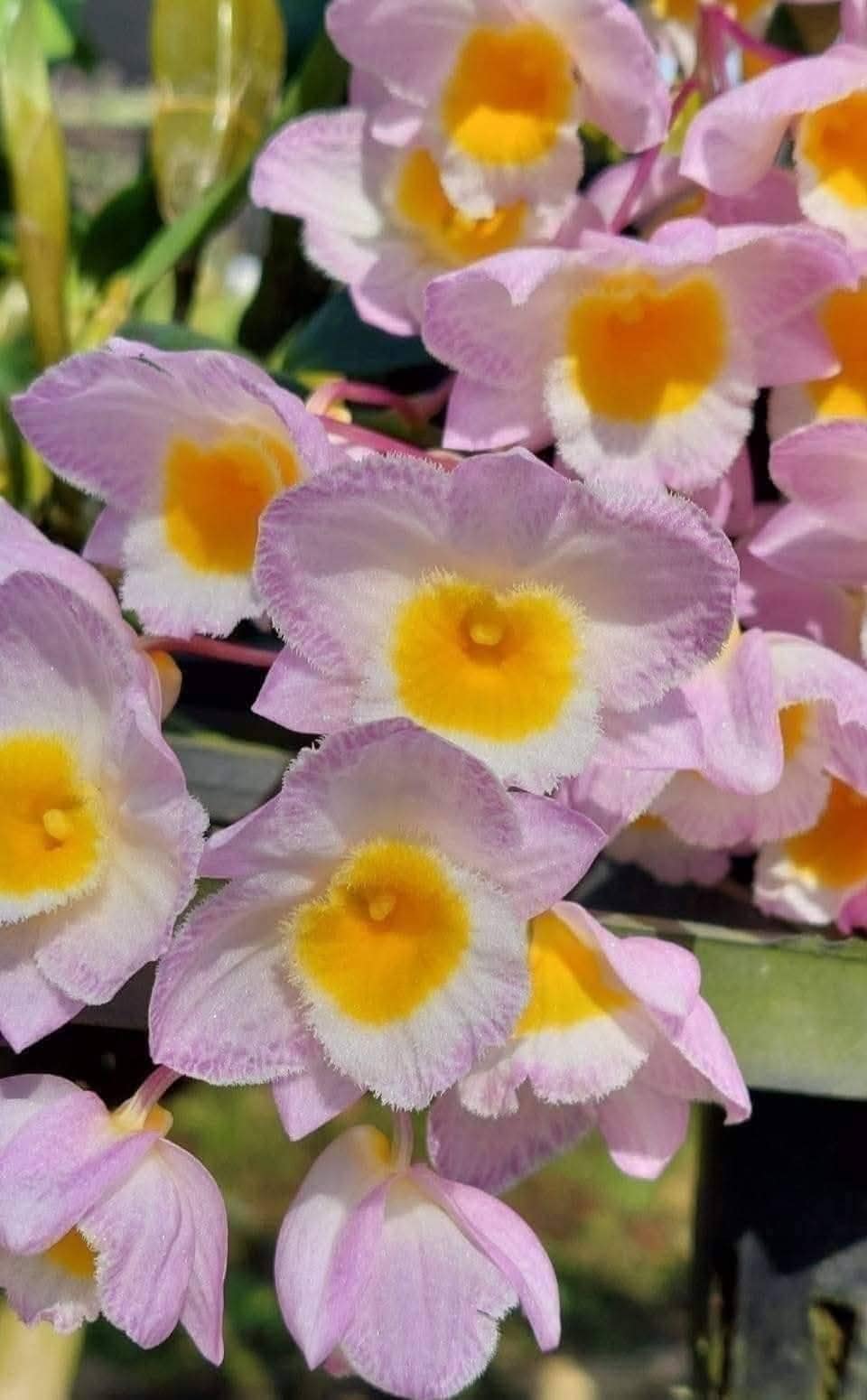 Dendrobium farmeri (Pink) 1 Plant Orchid (Bloom Size) Beauty Dendrobium