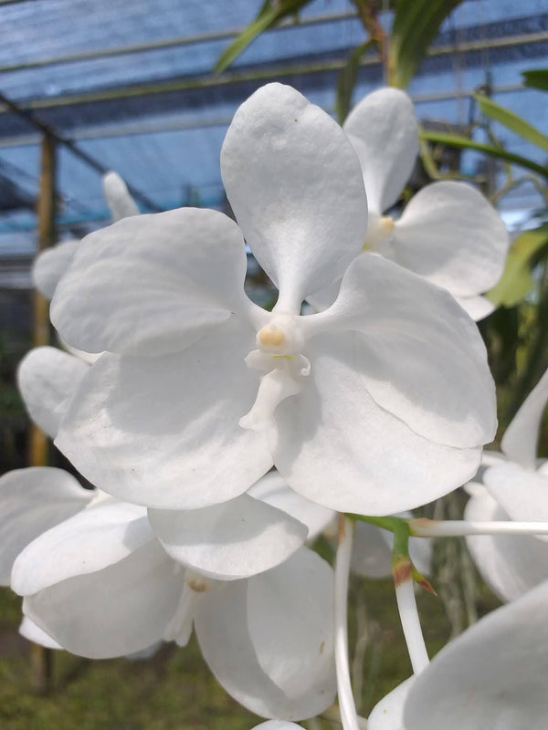 Vanda coerulea alba"White" , Rare species,Blooming Size,rare orchid collection