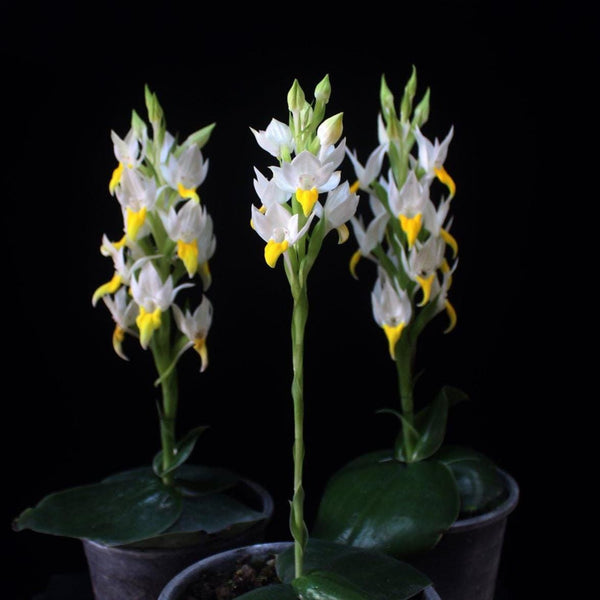 Pecteilis sagarikii Orchid Tuber – Rare Terrestrial Ground Orchid Bulb
