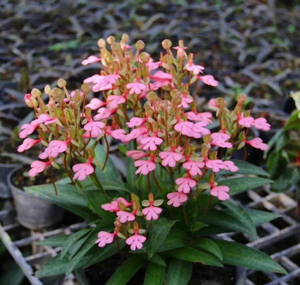 Habenaria rhodocheila (pink) 1 tuber Plant Rare Ground Orchid Bulb Exotic Habenaria Collection