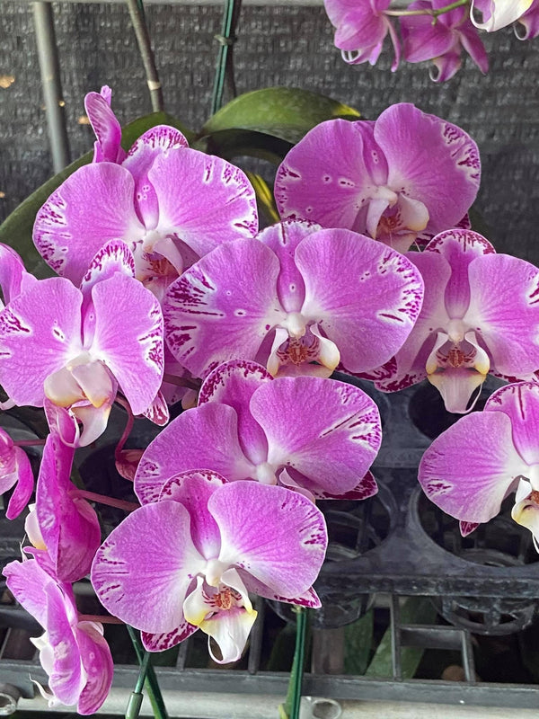 Phalaenopsis 2 piante (collezione rosa) orchidea della Tailandia