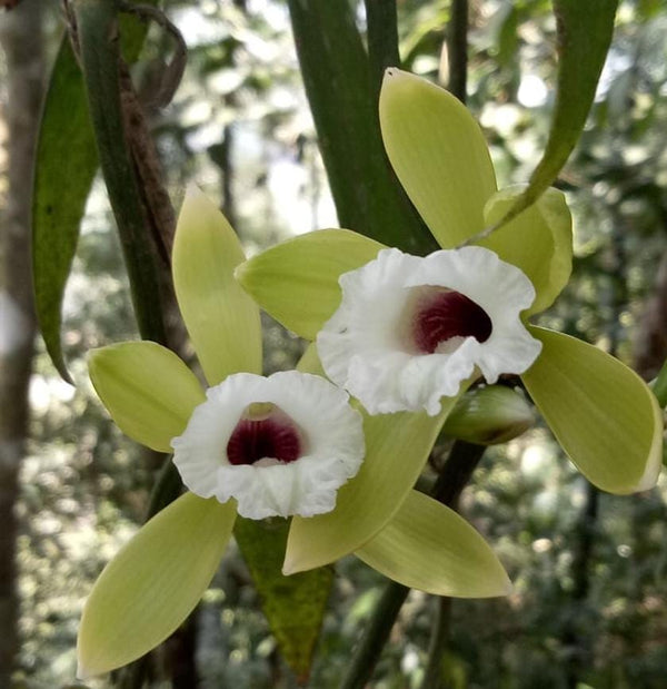 Vanilla albida (Krabi)  1 Plant, Rare Orchid Species, Starter Size Orchid Fragrant