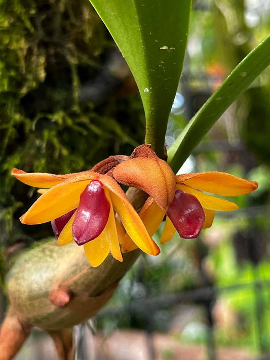 Coelogyne sp