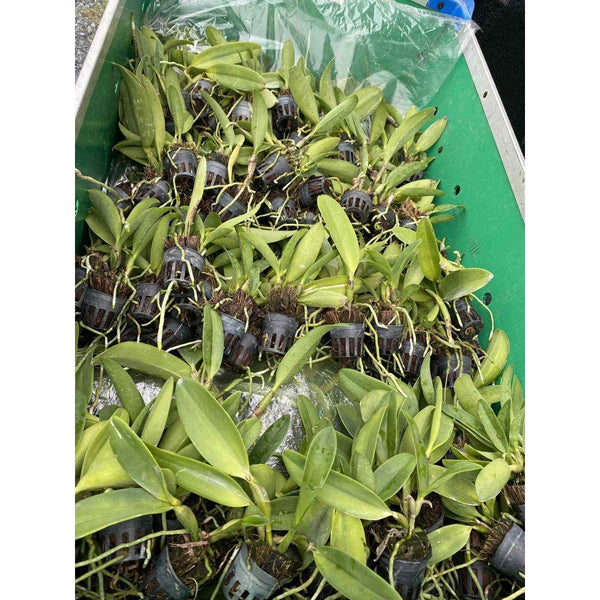 Rhyncholaeliocattleya River Kwai Rainbow (Seedling size) 2 Plant Orchid Cattleya Exotic flower collection