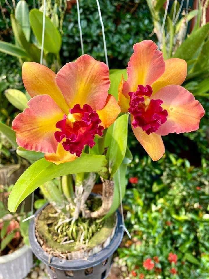Rhyncholaeliocattleya River Kwai Rainbow (Seedling size) 2 Plant Orchid Cattleya Exotic flower collection