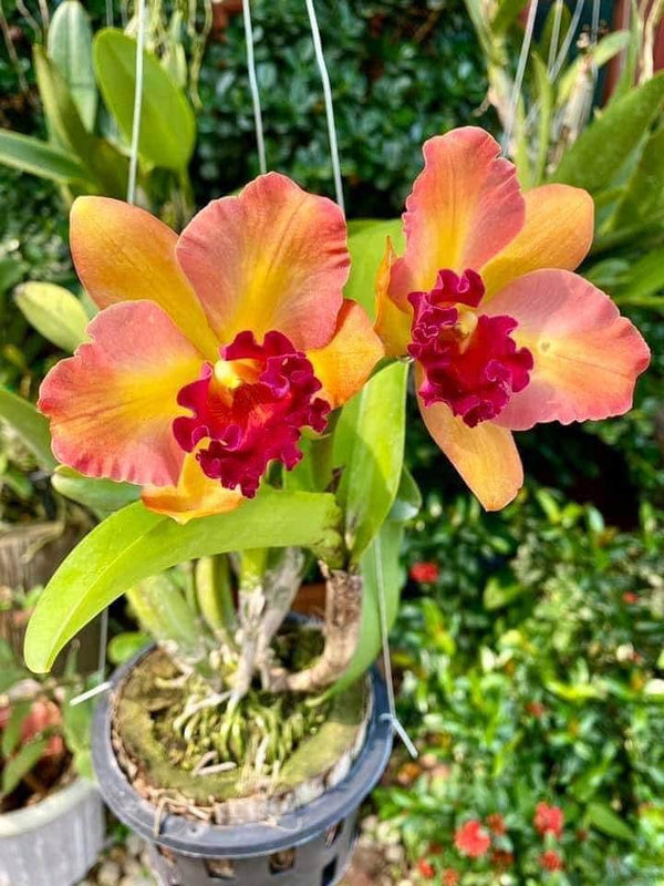 Rhyncholaeliocattleya River Kwai Rainbow (Seedling size) 2 Plant Orchid Cattleya Exotic flower collection