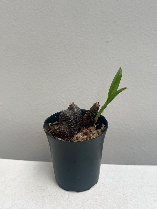 Eria praecox (Vietnam) Orchid Plant : Beautful and rare orchids, Mini orchid Collection (Bloom Size)