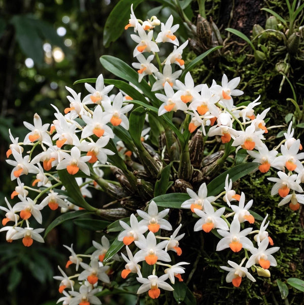Eria praecox (Vietnam) Orchid Plant : Beautful and rare orchids, Mini orchid Collection (Bloom Size)