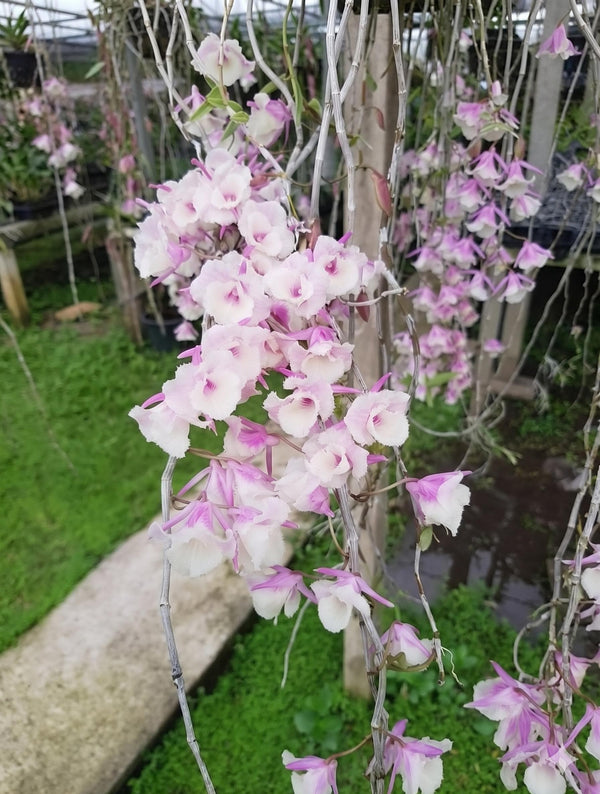 Orchid Dendrobium aphyllum trilabelo shining pink 1 Plant fragrant orchid